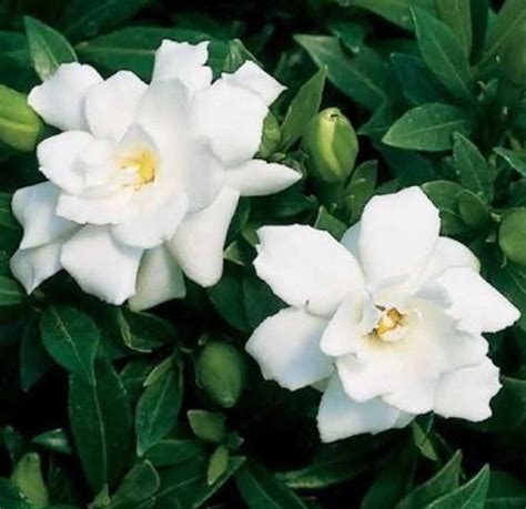 Gardenia Jasminoides - Gardenie